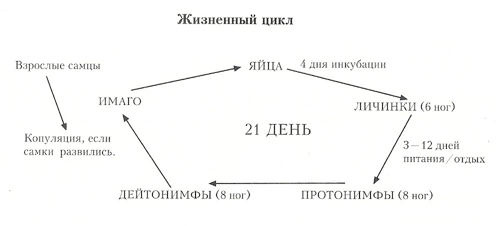 Жизненный цикл ушного клеща у кошки.